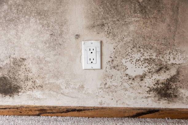 Best Comprehensive Air Testing for Mold Contaminants  in Pine Grove, PA