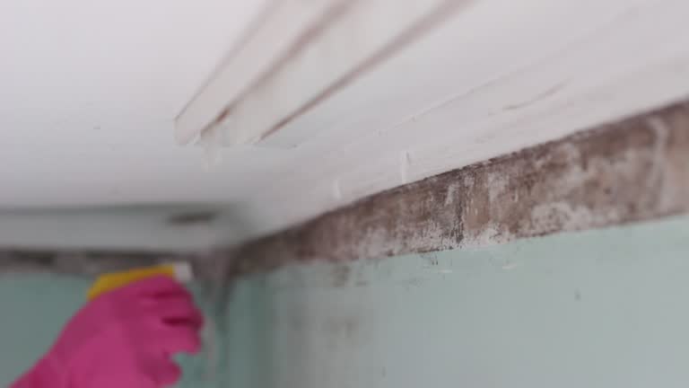 Best Mold Odor Removal Services  in Pine Grove, PA